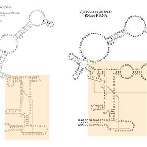 Schematic structure of RNase P in E. coli. (a) Bacterial P RNA... | Download Scientific Diagram