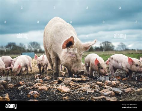 Cute Little Family of Mama Pig and Her Piglets at A Farm In Denmark Stock Photo - Alamy