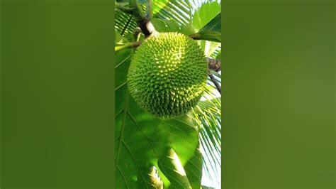 kamansi fruit youtube