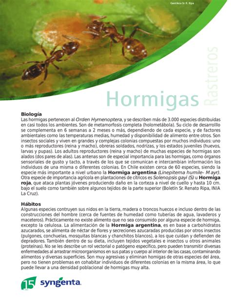 Biología Las Hormigas Pertenecen Al Orden Hymenoptera Y Se