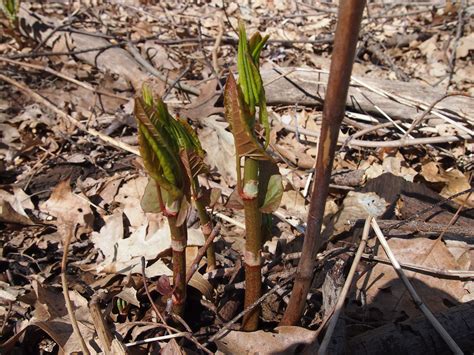 How To Identify Japanese Knotweed Knotweed Help