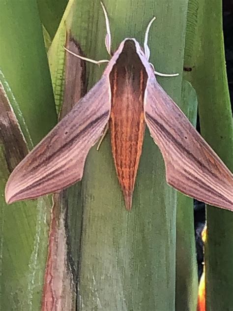 Tersa Sphinx Moth Xylophanes Tersa Photograph By Willie Robinson