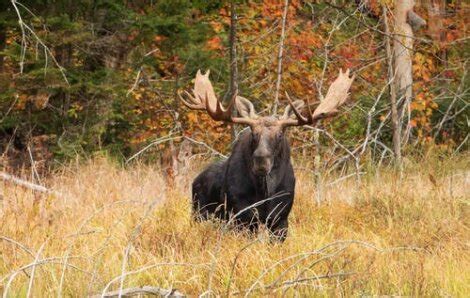 Moose Characteristics, Behavior, and Habitat - My Animals