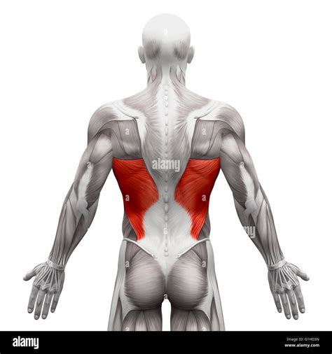 Back muscles anatomy hi-res stock photography and images - Alamy