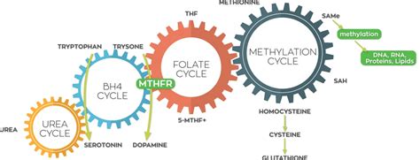 Methylation, Detoxification, and the Glamorous MTHFR Lifestyle. - To ...