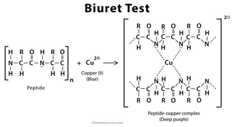 Biuret Test Definition And Examples Biology Online Dictionary