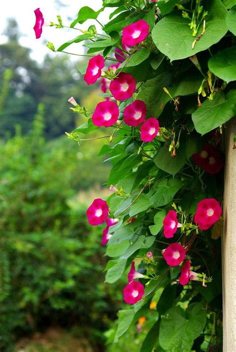 Types Of Morning Glory Flowers Morning Glory Care