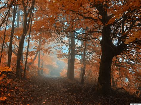 Misty Autumn Forest Wallpapers - Wallpaper Cave