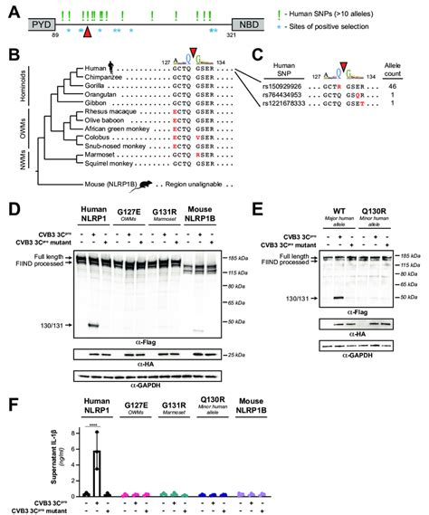 Naturally Occurring Cleavage Site Variants Alter Nlrp Susceptibility