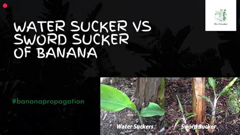 Water Sucker And Sword Sucker In Banana Vegetative Propagation Youtube