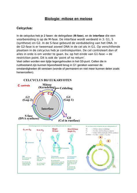 Biologie Mitose En Meiose Biologie Mitose En Meiose Celcyclus In De