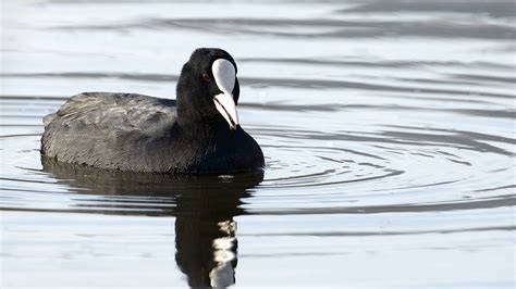 Foulque Macroule Fulica Atra Eurasian Coot La Vie Dans Flickr