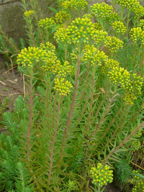 Sedum reflexum - Изображение особи - Плантариум
