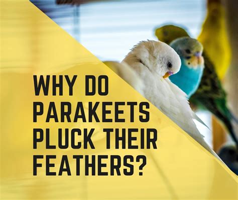 Reasons Why Do Parakeets Pluck Their Feathers Birds News