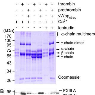 Mapping the functional domains of vWbp. A, diagram illustrating the ... 