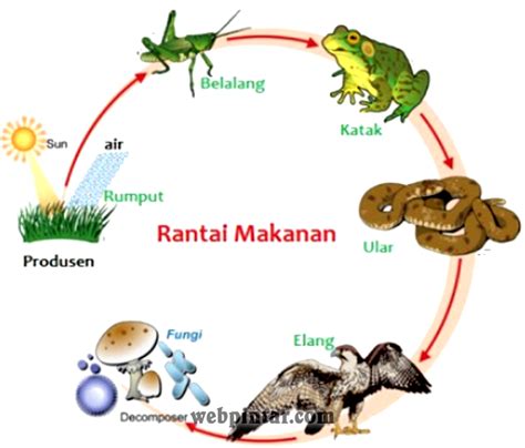 Contoh Rantai Makanan Pada Ekosistem Sawah Berbagai Contoh