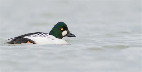 Common Goldeneye By Pierre Montieth Birdguides