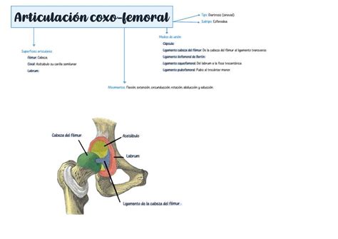 O Que Significa Coxo