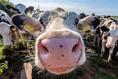 We Could Breed Climate Friendly Cows That Belch Less Methane New