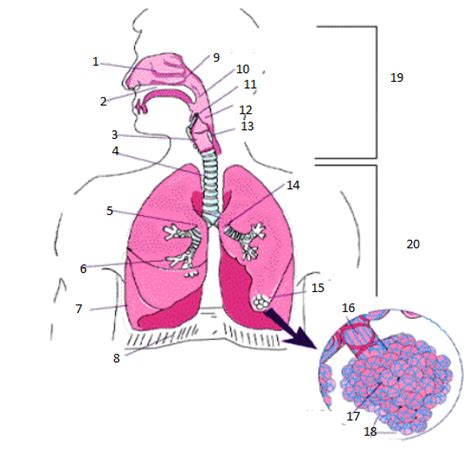 Diagram Syst Me Respiratoire Quizlet