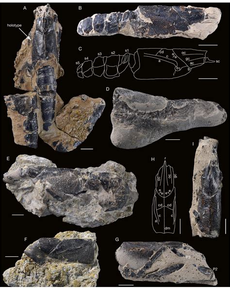 The Decapod Crustacean Fauna From The Late Jurassic Of Cricqueboeuf