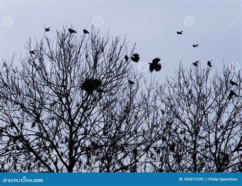 Crows Nesting in Woodland Bare Forest Trees Stock Image - Image of nature, bare: 102871595