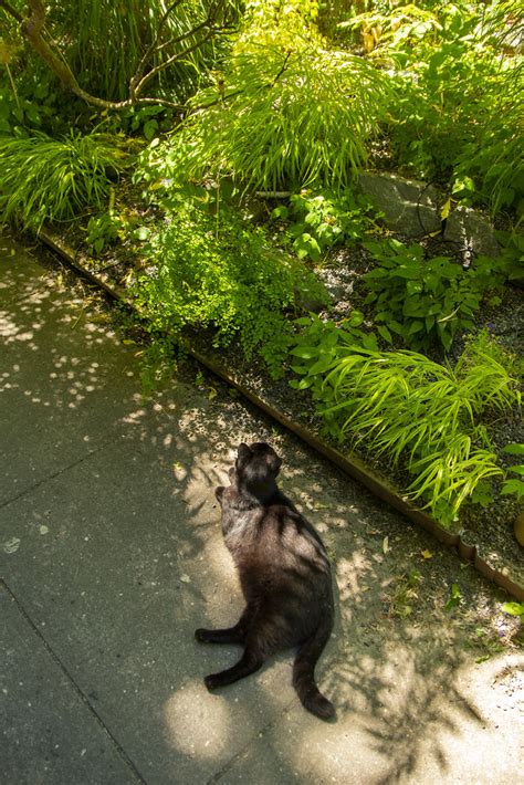 Henrietta Lounging On Sidewalk Scott Weber Flickr