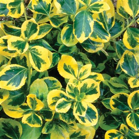 Proven Winners Gold Splash Wintercreeper (Euonymus) Live Evergreen Shrub, Green and Yellow ...