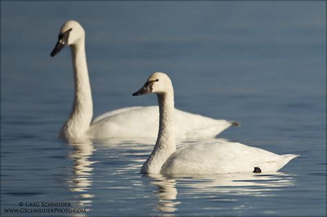 Tundra Swan And Trumpeter Swan Comparison