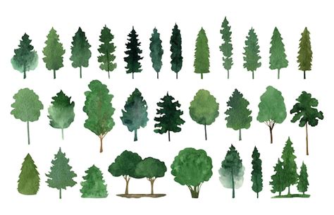 Premium Vector | Hand drawn watercolor fir tree forest clipart collection