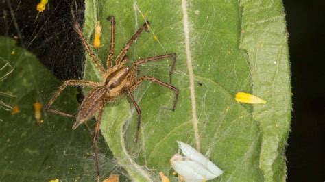 Wolf Spider Vs Brown Recluse Identification Behavior And Safety Tips