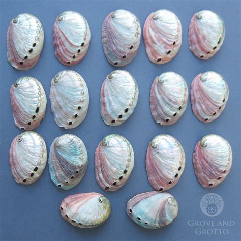 Red Abalone Shell (Small) – Grove and Grotto