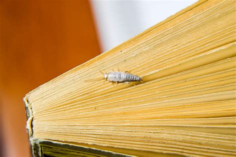 Effektive Hausmittel Gegen Silberfische Desired De