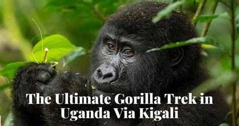 Gorilla Trek in Uganda Via Kigali Rwanda