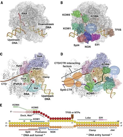 Structure Of The Complete Elongation Complex Of Rna Polymerase Ii With