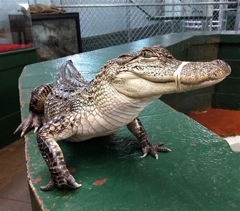 Alligator Farm and Petting Zoo | Zoo animals, Pets, Zoo