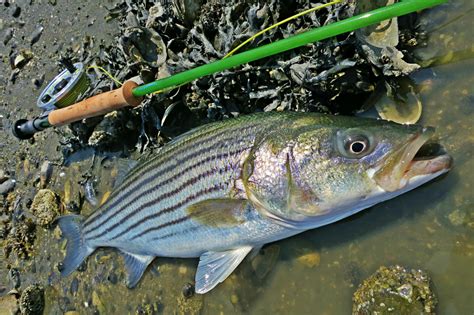 Striped Bass Rod And Reel Setup 2021 Beginners Guide Big Game Logic