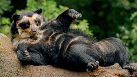 🔥 The Spectacled Bear, the only Bear species Native to South America. They're almost strictly ...