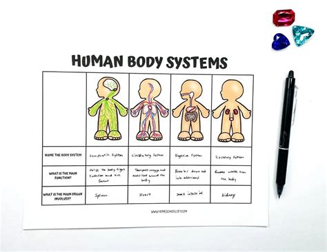 Human Body Systems For Middle School