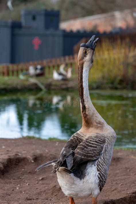 Chinese Goose Anser Cygnoides Domesticus Stock Image Image Of