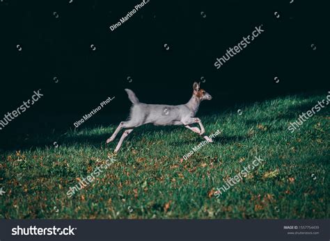 128 Piebald deer Images, Stock Photos & Vectors | Shutterstock