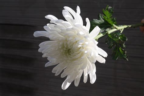 Download White Chrysanthemum Flower Wallpaper