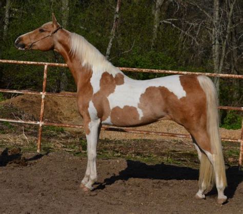 Pin on Horse breeds/colors - Paint Horses/Pinto markings