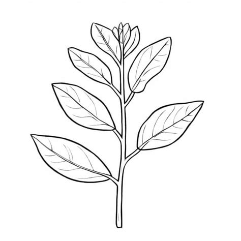 Descarga Dibujo De Planta En Blanco Y Negro Para Uso Educativo Coloring