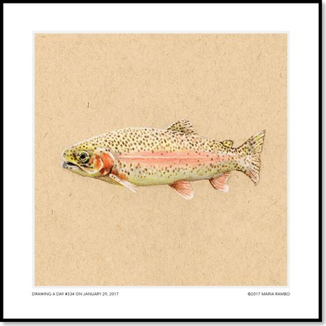 Rainbow Trout Drawing at PaintingValley.com | Explore collection of ...