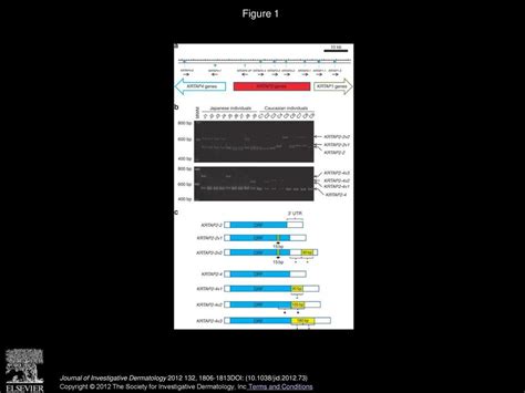 Characterization of the Human Hair Keratin–Associated Protein 2 (KRTAP2 ...