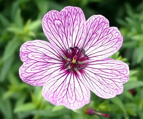 Hardy Geranium Varieties 15 Cranesbills For Every Garden Homes And Gardens