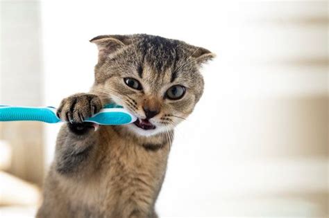 Gatinho britânico e uma escova de dentes o gato está escovando os