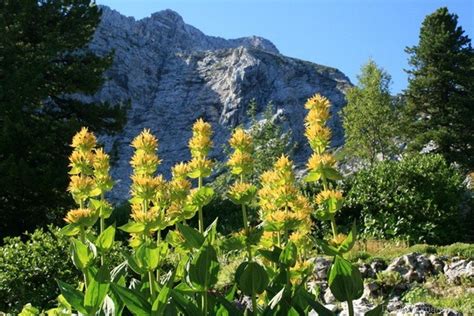 extraordinary giant yellow gentian flowers desi comments