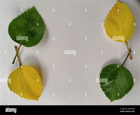 Hibiscus Green And Yellow Leaf In A White Background Scientific Name